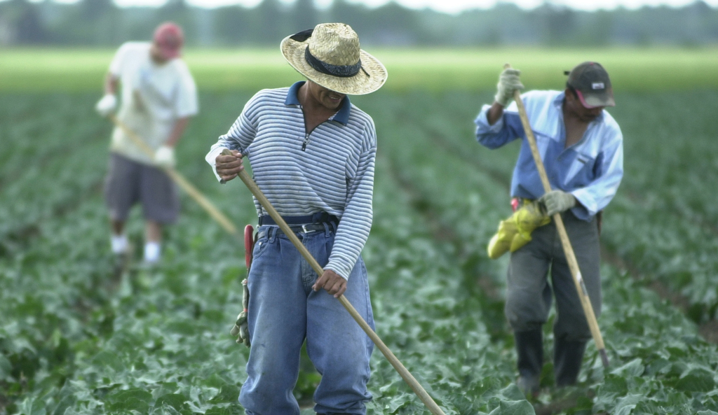 83 000 $ à un travailleur agricole mexicain lésé